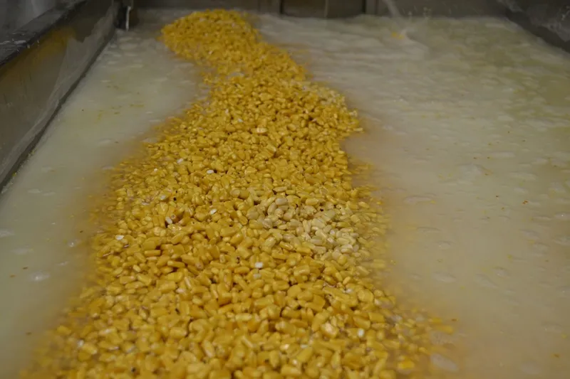 Nixtamalized corn kernels soaking in limewater in a steel vat at La Palma Mexica-tessen, the Mission District tortillería, where masa is made from scratch